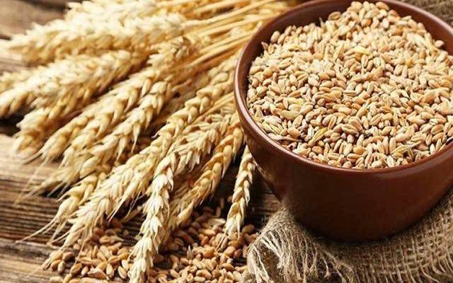 Giá lúa mì giảm sâu trước "giờ G" báo cáo WASDE