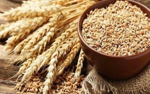Giá lúa mì giảm sâu trước "giờ G" báo cáo WASDE