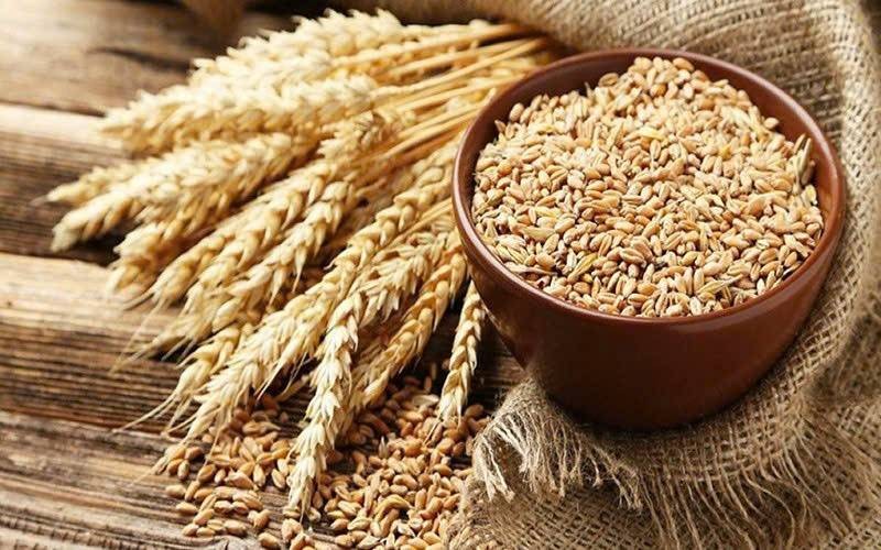 Giá lúa mì thế giới hạ nhiệt trước thời điểm USDA công bố Báo cáo WASDE tháng 8