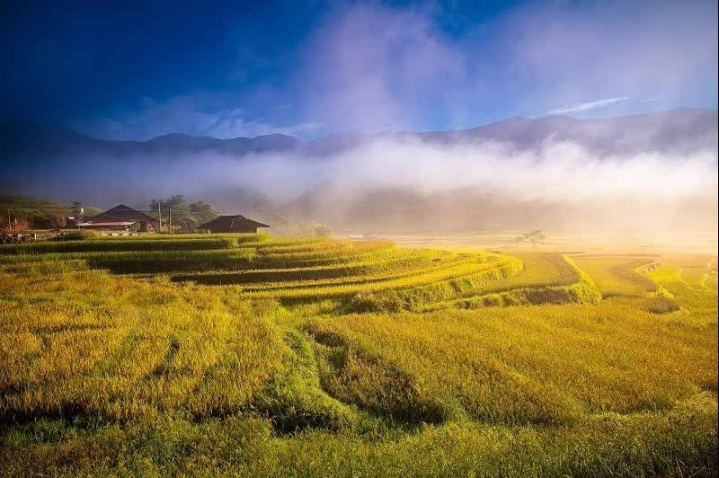 Tú Lệ mùa vàng: Có một nàng thơ đang đợi dưới chân Khau Phạ