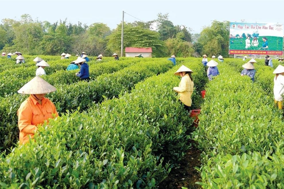 Hà Tĩnh đặt mục tiêu nâng chất kinh tế tập thể, thúc đẩy liên kết chuỗi