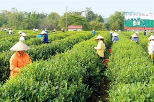 Hà Tĩnh đặt mục tiêu nâng chất kinh tế tập thể, thúc đẩy liên kết chuỗi