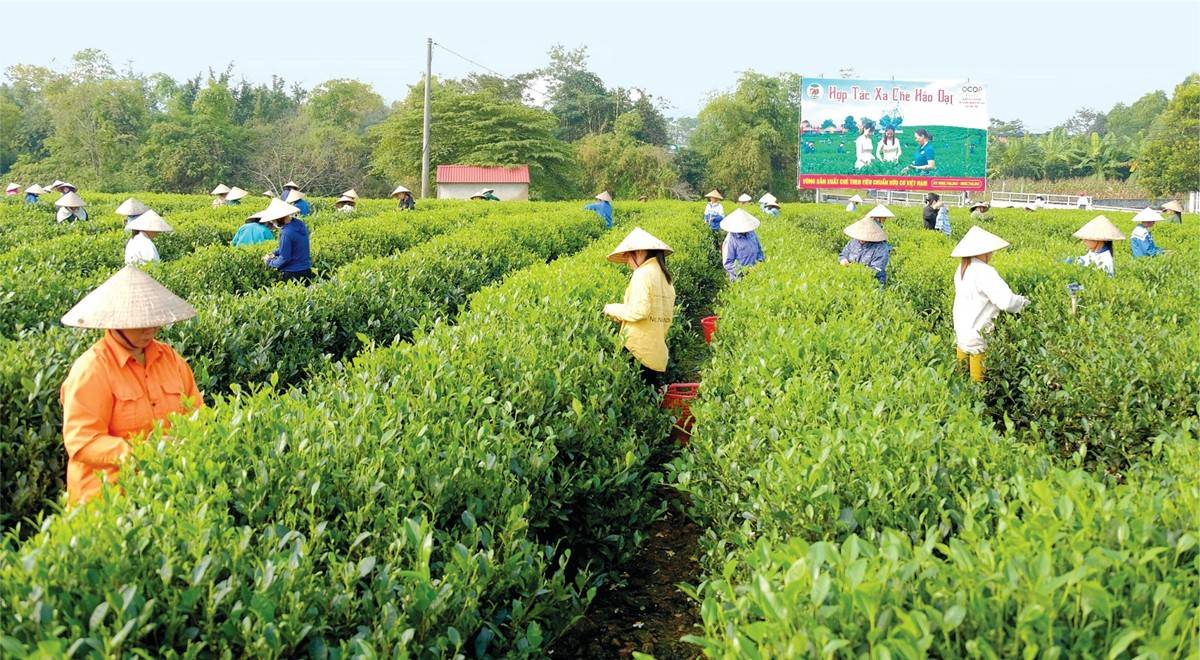 Hà Tĩnh đặt mục tiêu nâng chất kinh tế tập thể, thúc đẩy liên kết chuỗi