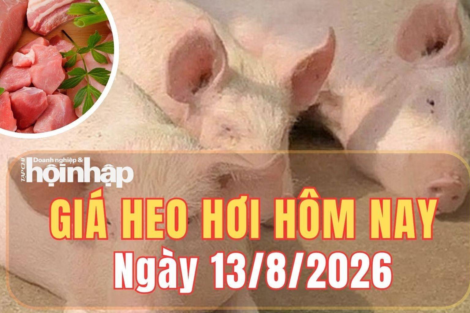 Giá heo hơi hôm nay 13/8/2026: Giá heo hơi tiếp tục giảm, giá cao nhất cả nước còn 59.000 đồng/kg