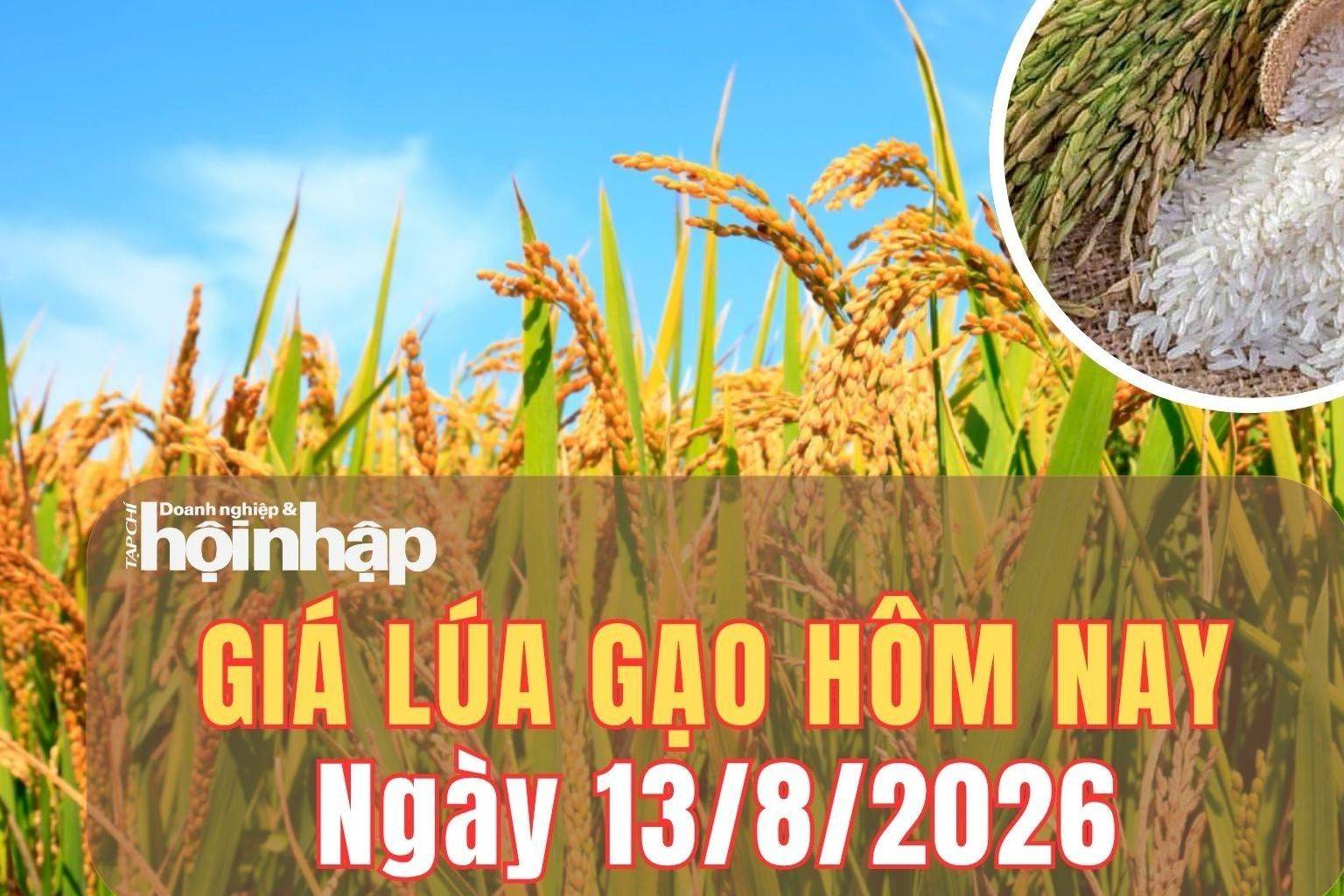 Giá lúa gạo hôm nay 13/8/2026: Giá gạo nguyên liệu tiếp tục tăng, lúa giữ giá cao