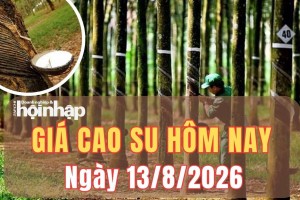 Giá cao su hôm nay 13/8/2026: Giá cao su RSS3 trên sàn Tokyo bất ngờ tăng vọt 3,37%