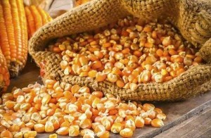 Giá ngô thế giới tăng mạnh, nhập khẩu Việt Nam tăng gần 50%