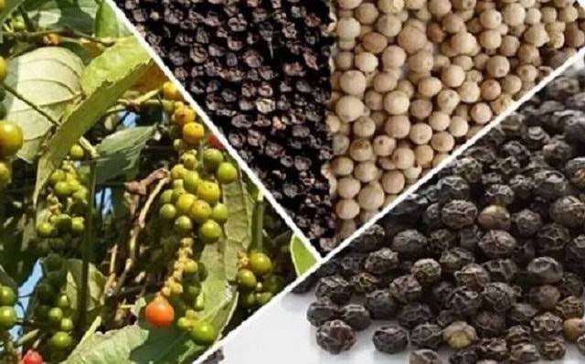 Xuất khẩu hồ tiêu Việt Nam bứt tốc, rộng cửa chinh phục thị trường lớn