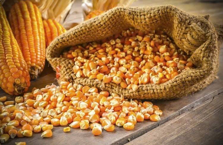 Giá ngô kỳ hạn trên sàn CBOT bật tăng mạnh lên mức cao nhất trong 2 tuần qua sau báo cáo dự báo cung - cầu mới nhất của USDA