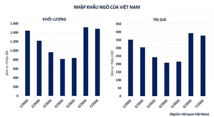 Giá ngô thế giới tăng mạnh, nhập khẩu Việt Nam tăng gần 50%