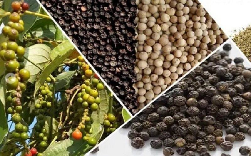 Xuất khẩu hồ tiêu Việt Nam bứt tốc, rộng cửa chinh phục thị trường lớn
