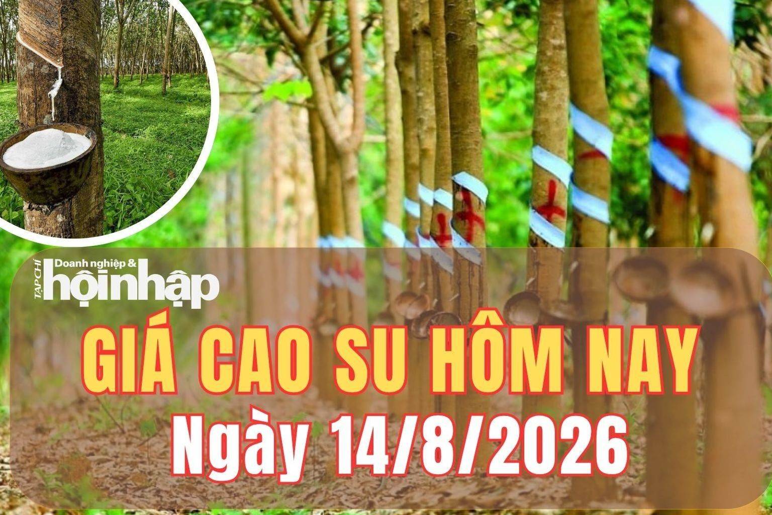 Giá cao su hôm nay 14/8/2026: Thị trường thế giới trái chiều, nhu cầu Trung Quốc suy yếu