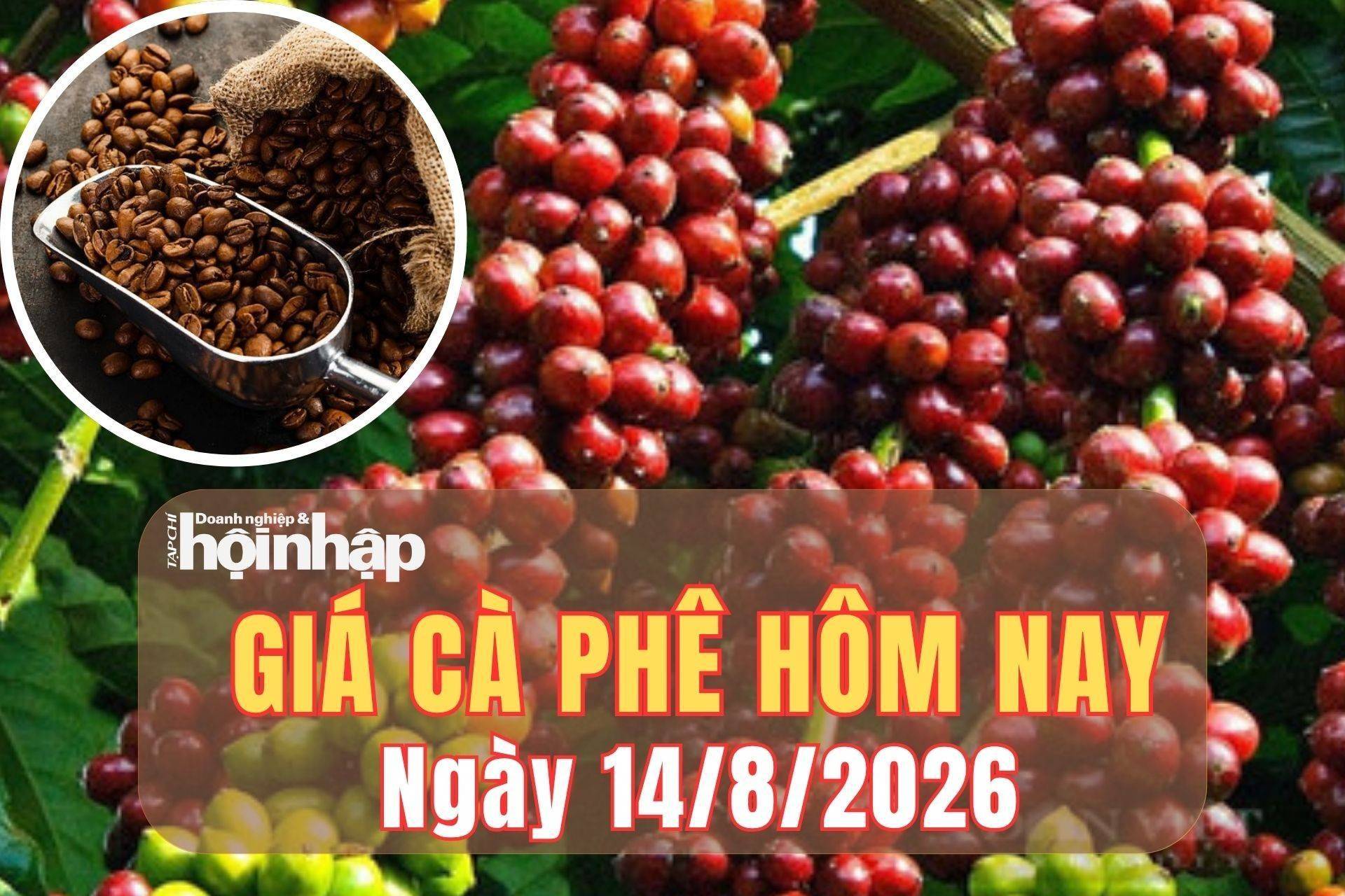 Giá cà phê hôm nay 14/8/2026: Giá cà phê đồng loạt giảm