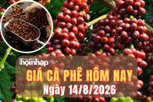 Giá cà phê hôm nay 14/8/2026: Giá cà phê đồng loạt giảm
