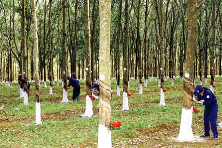 Mặc dù Việt Nam đã tiếp cận quản lý rừng bền vững và chứng chỉ rừng theo thông lệ quốc tế từ khá sớm, nhưng việc triển khai cấp chứng chỉ rừng bền vững, nhất là rừng trồng cao su còn chậm, các doanh nghiệp (DN) vẫn chưa đẩy mạnh triển khai trồng rừng theo hướng bền vững.