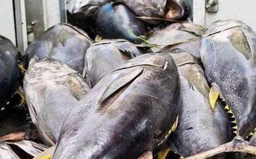 Xuất khẩu cá ngừ Việt Nam sang Chile: Tăng trưởng nhanh nhưng thị phần chưa bền vững