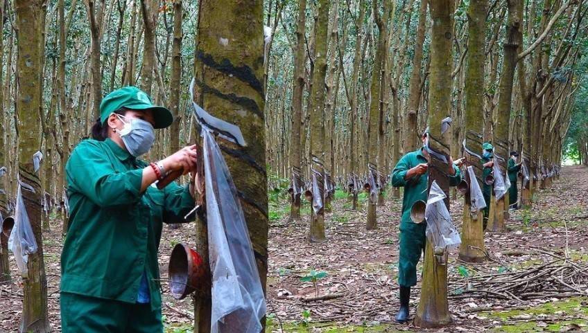 Cao su Việt Nam đứng trước cơ hội kiếm thêm tiền từ dữ liệu carbon