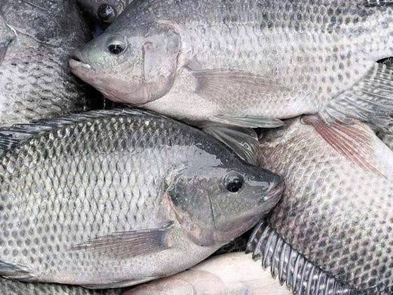 Bứt phá chuỗi giá trị cá rô phi Việt Nam: Triển vọng và lộ trình đến năm 2030