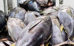 Xuất khẩu cá ngừ Việt Nam sang Chile: Tăng trưởng nhanh nhưng thị phần chưa bền vững
