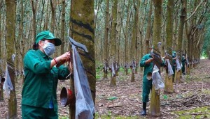 Cao su Việt Nam đứng trước cơ hội kiếm thêm tiền từ dữ liệu carbon