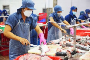 Mỹ tăng thuế chống bán phá giá, cá tra Việt Nam thêm áp lực tại thị trường lớn