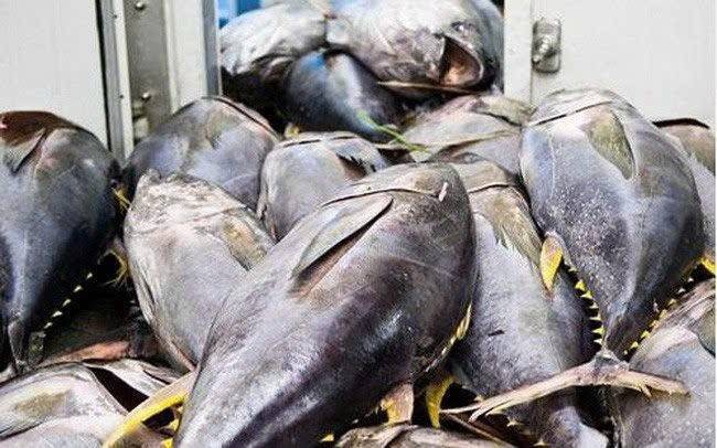 Tăng trưởng tại Chile mở ra cơ hội nhưng ngành cá ngừ Việt Nam vẫn đối mặt áp lực cạnh tranh gay gắt từ các đối thủ lớn