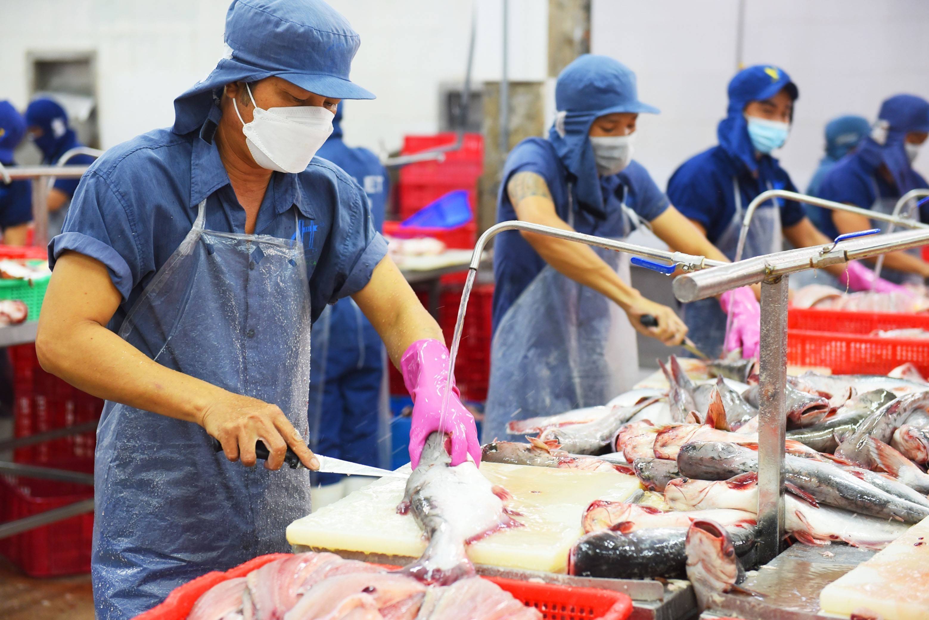 Mỹ tăng thuế chống bán phá giá, cá tra Việt Nam thêm áp lực tại thị trường lớn