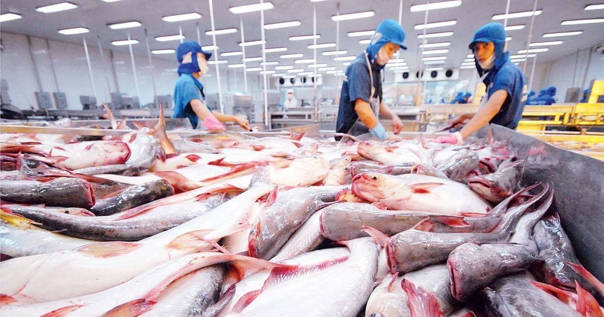 Cú tăng 440% của thuế cá tra Việt Nam tại thị trường Mỹ
