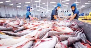 Cú tăng 440% của thuế cá tra Việt Nam tại thị trường Mỹ