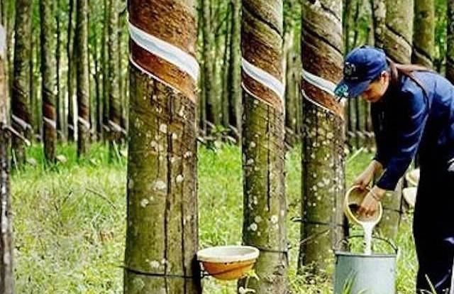Thị trường cao su trước biến động trái ngược từ nguồn cung và sức mua