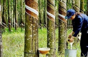 Thị trường cao su trước biến động trái ngược từ nguồn cung và sức mua
