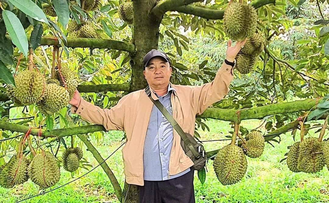 Đến với Lễ hội sầu riêng Đắk Lắk năm 2026, du khách sẽ có cơ hội trải nghiệm tại những vườn sầu riêng trĩu quả.