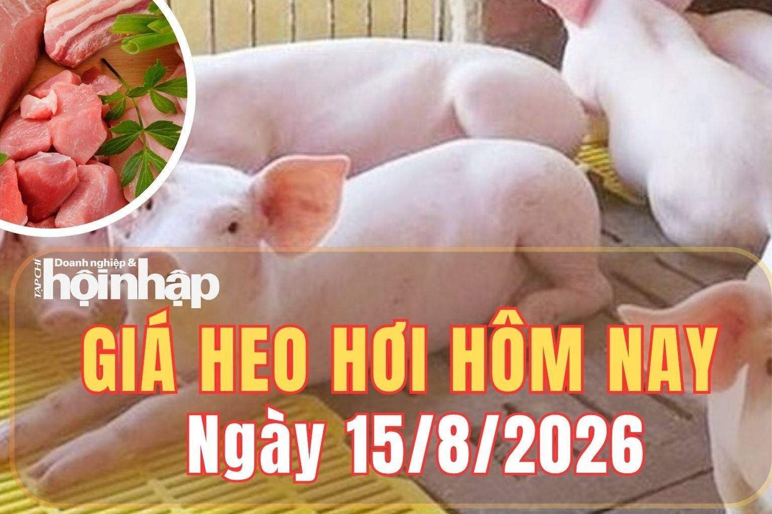 Giá heo hơi hôm nay 15/8/2026: Giá heo hơi đi ngang