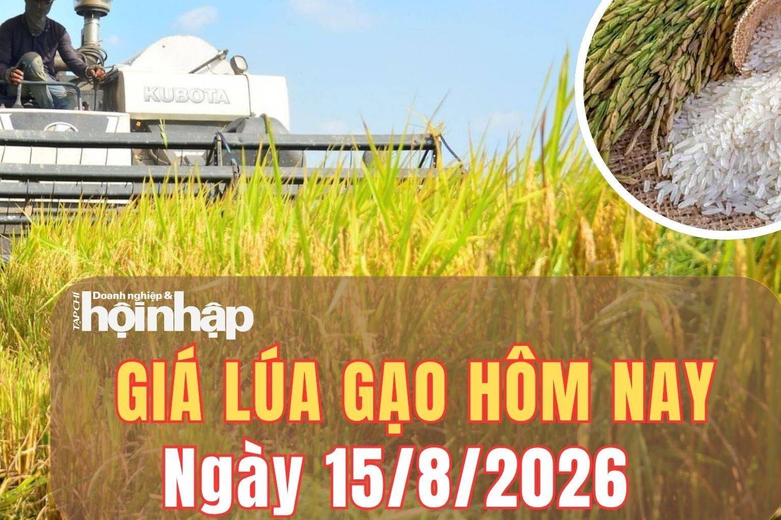 Giá lúa gạo hôm nay 15/8/2026: Giá gạo trong nước đi ngang, gạo xuất khẩu tăng nhiệt