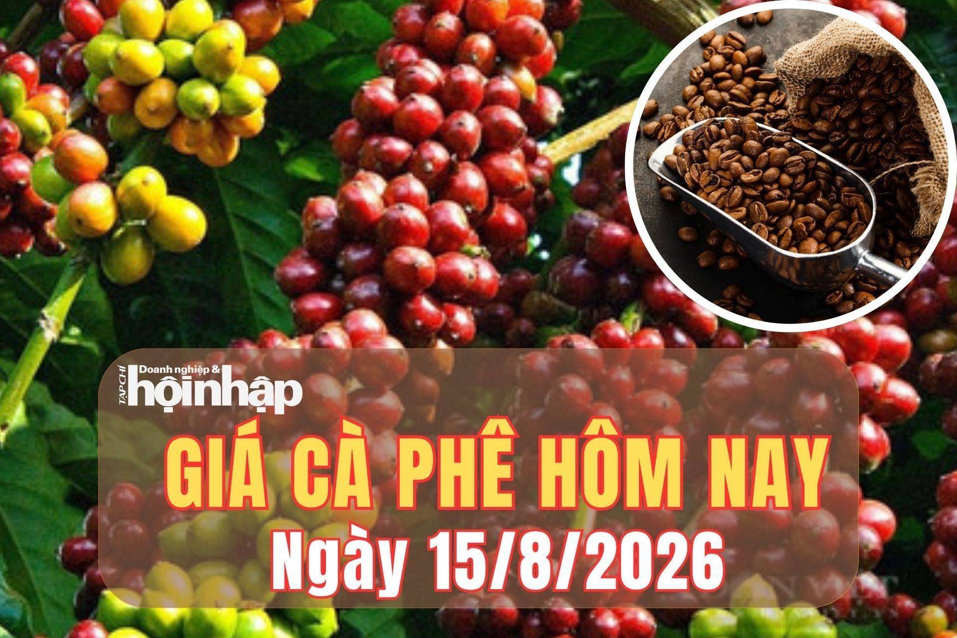 Giá cà phê hôm nay 15/8/2026: Giá cà phê Tây Nguyên giảm 1.500 đồng/kg, robusta thế giới lao dốc