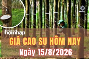 Giá cao su hôm nay 15/8/2026: Giá cao su trên sàn TOCOM giảm, SHFE nghiêng về tăng