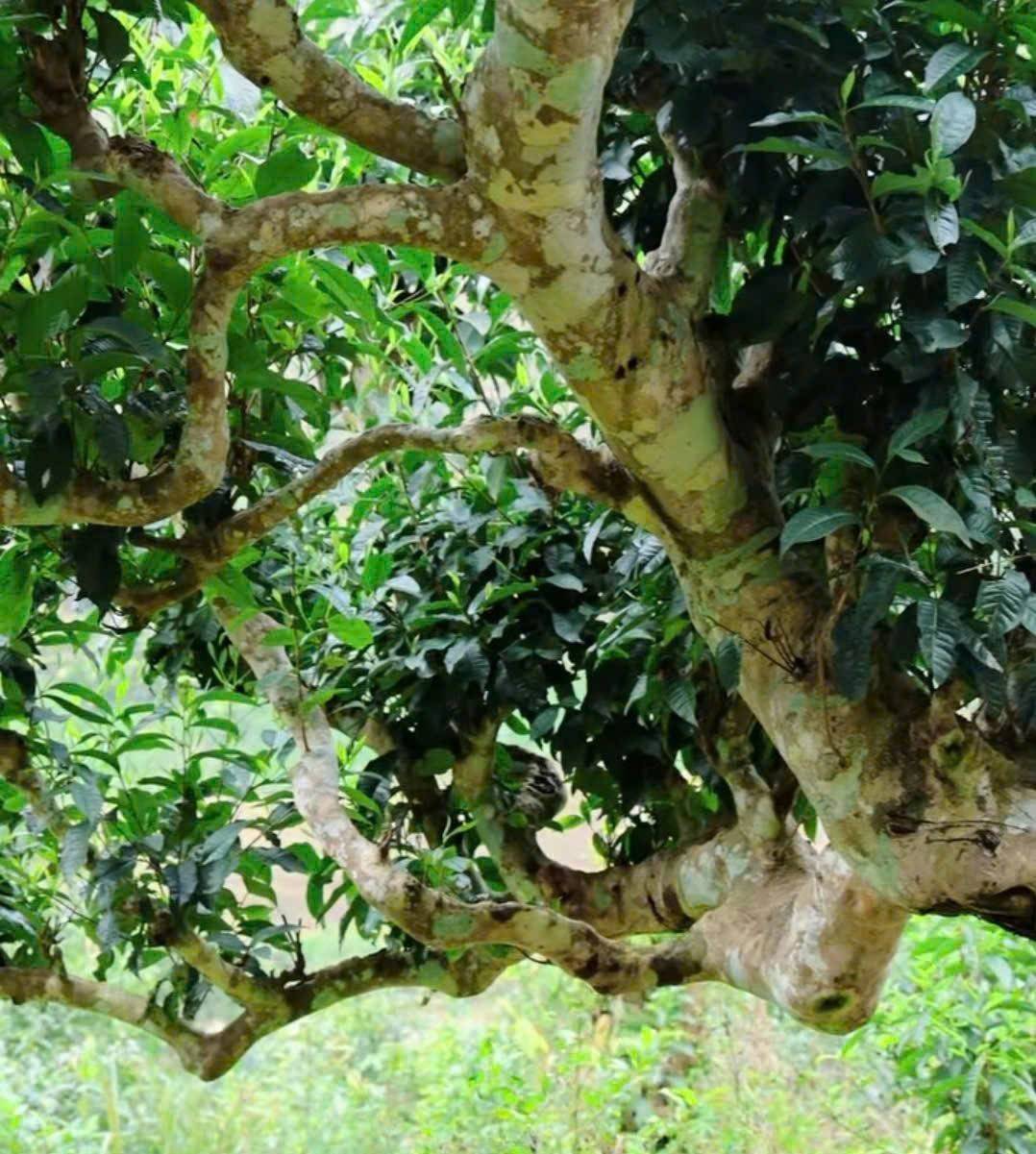 Chè cổ thụ mọc tự nhiên, phân bố rải rác trên các sườn núi tại Suối Dầm