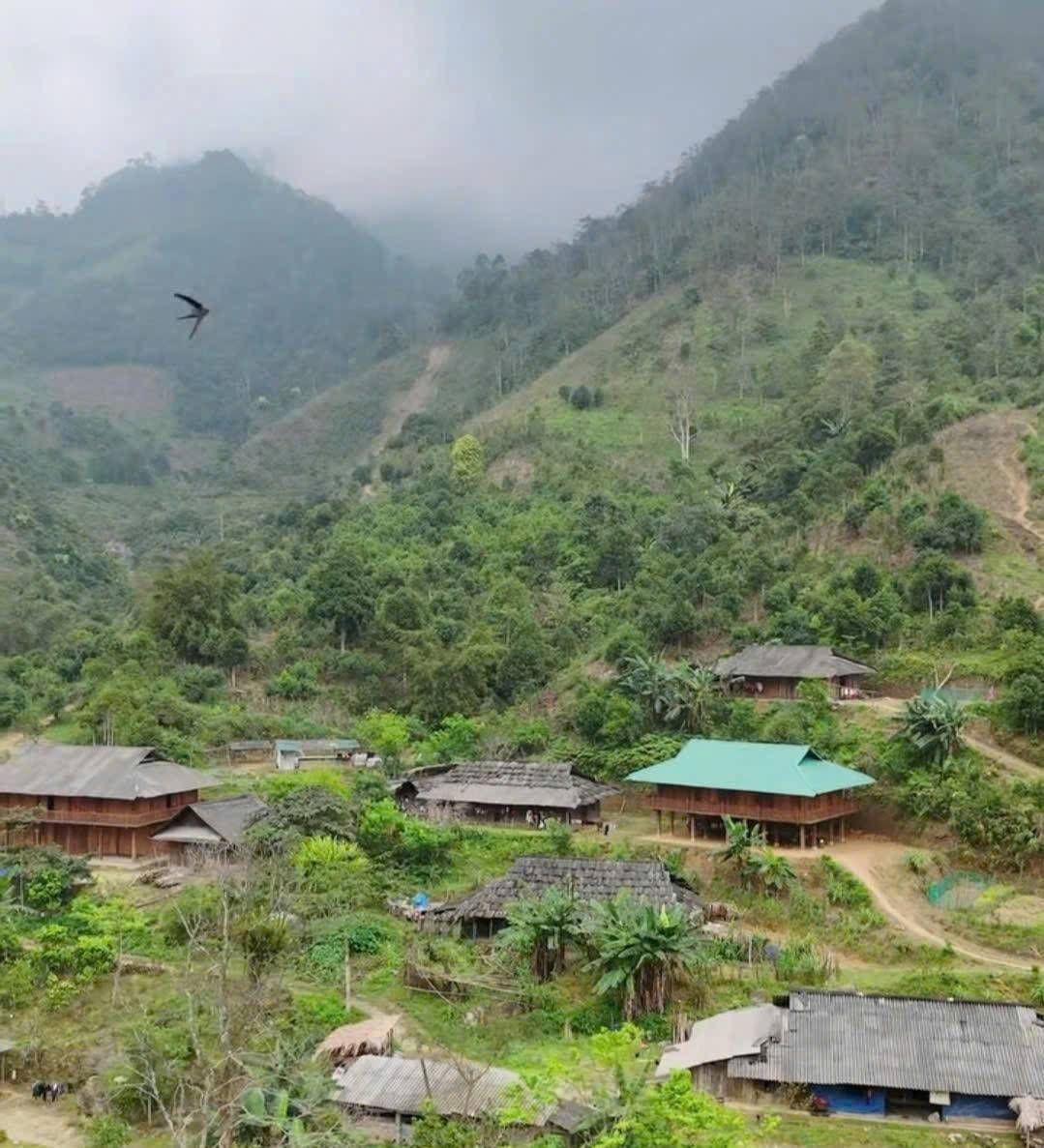Những cây chè san cổ thụ hàng trăm năm tuổi tại thôn Suối Dầm, xã Mỏ Vàng (Lào Cai)