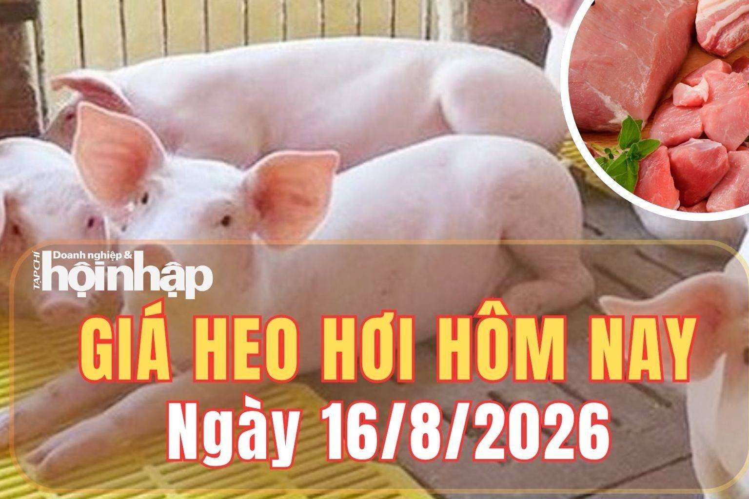 Giá heo hơi hôm nay 16/8/2026: Giá heo hơi giảm tại cả ba miền
