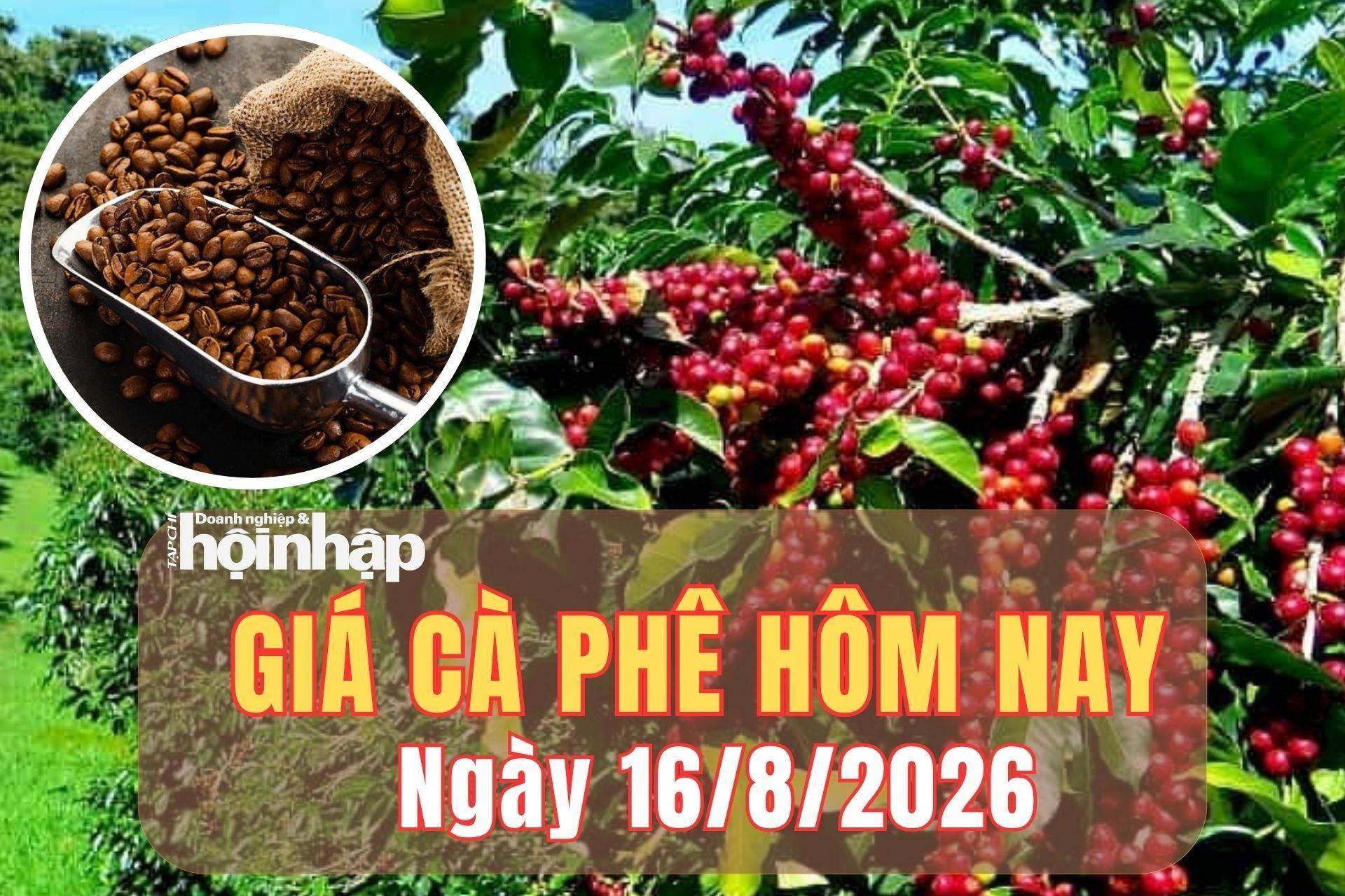Giá cà phê hôm nay 16/8/2026: Giá cà phê trong nước giảm phiên thứ 4 liên tiếp
