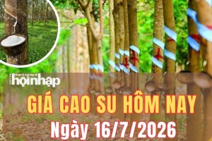 Giá cao su hôm nay 16/8/2026: Giá cao su thế giới biến động lệch chiều