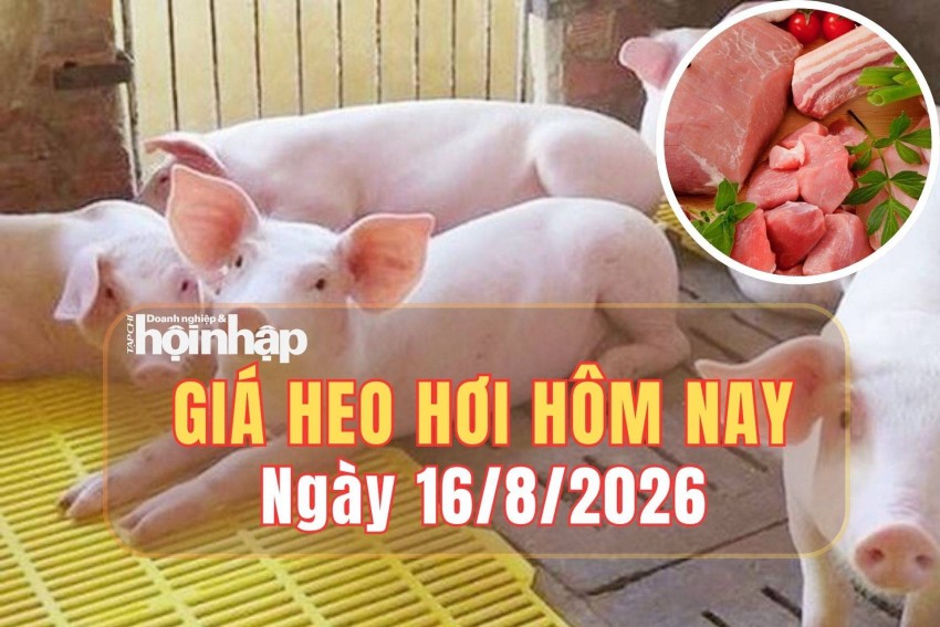 Giá heo hơi hôm nay 16/8/2026: Giá heo hơi giảm tại cả ba miền