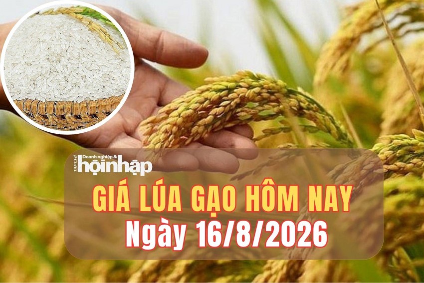 Giá lúa gạo hôm nay 16/8/2026: Giá lúa tươi giảm nhẹ