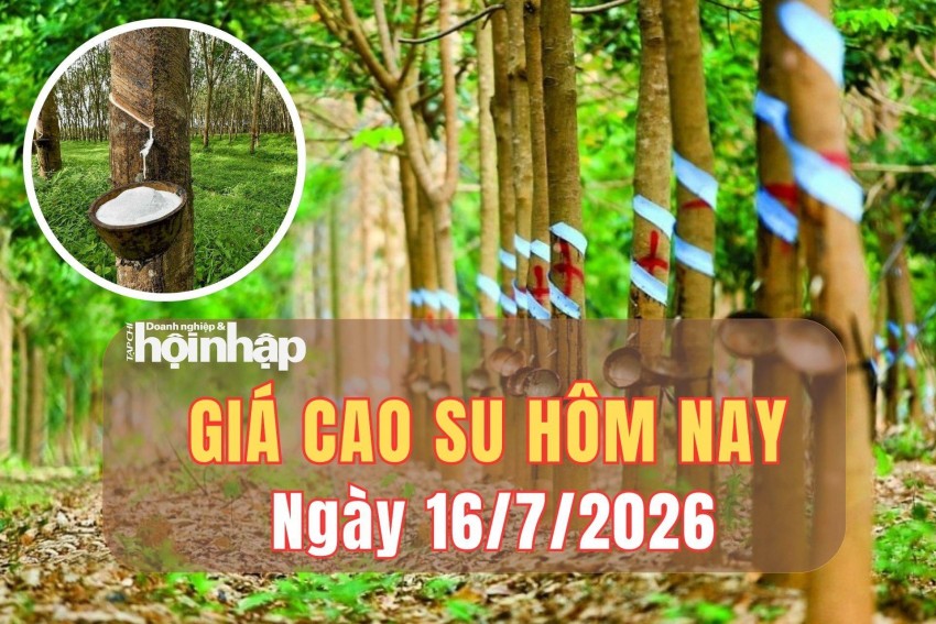 Giá cao su hôm nay 16/8/2026: Giá cao su thế giới biến động lệch chiều