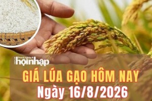 Giá lúa gạo hôm nay 16/8/2026: Giá lúa tươi giảm nhẹ