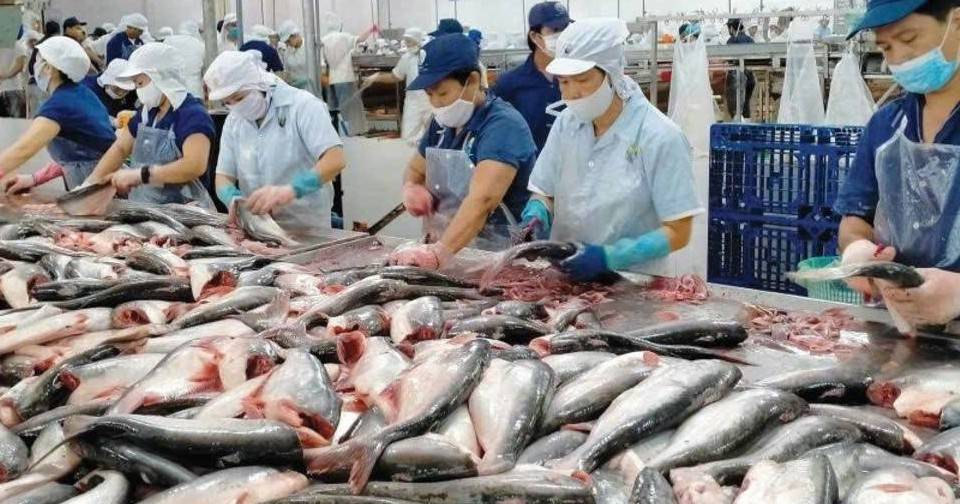 Xuất khẩu cá tra sang Brazil nửa đầu năm 2026: Biến động và bài toán tăng trưởng bền vững