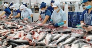 Xuất khẩu cá tra sang Brazil nửa đầu năm 2026: Biến động và bài toán tăng trưởng bền vững