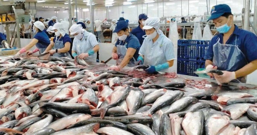 Chế biến cá tra phile xuất khẩu tại doanh nghiệp thủy sản