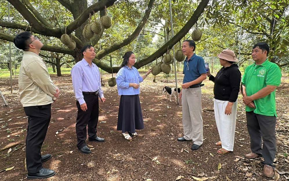 Vùng trồng nông sản: Ba yêu cầu sau Lễ hội sầu riêng Đắk Lắk 2026