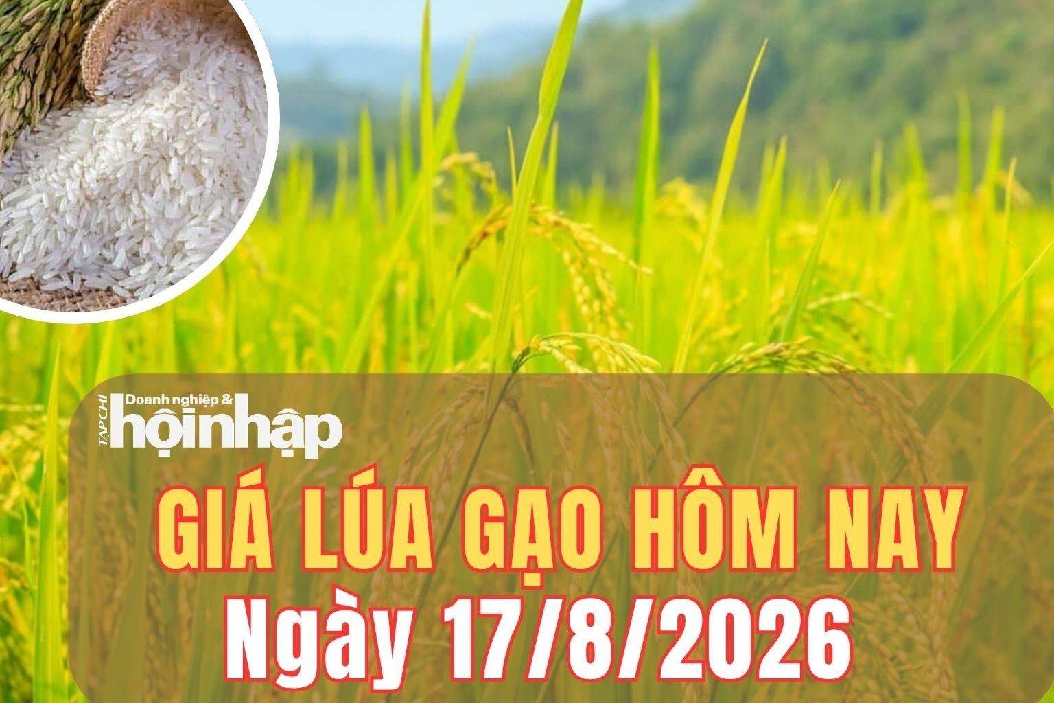 Giá lúa gạo hôm nay 17/8/2026: Giá lúa gạo trong nước tiếp tục ổn định, gạo châu Á tăng